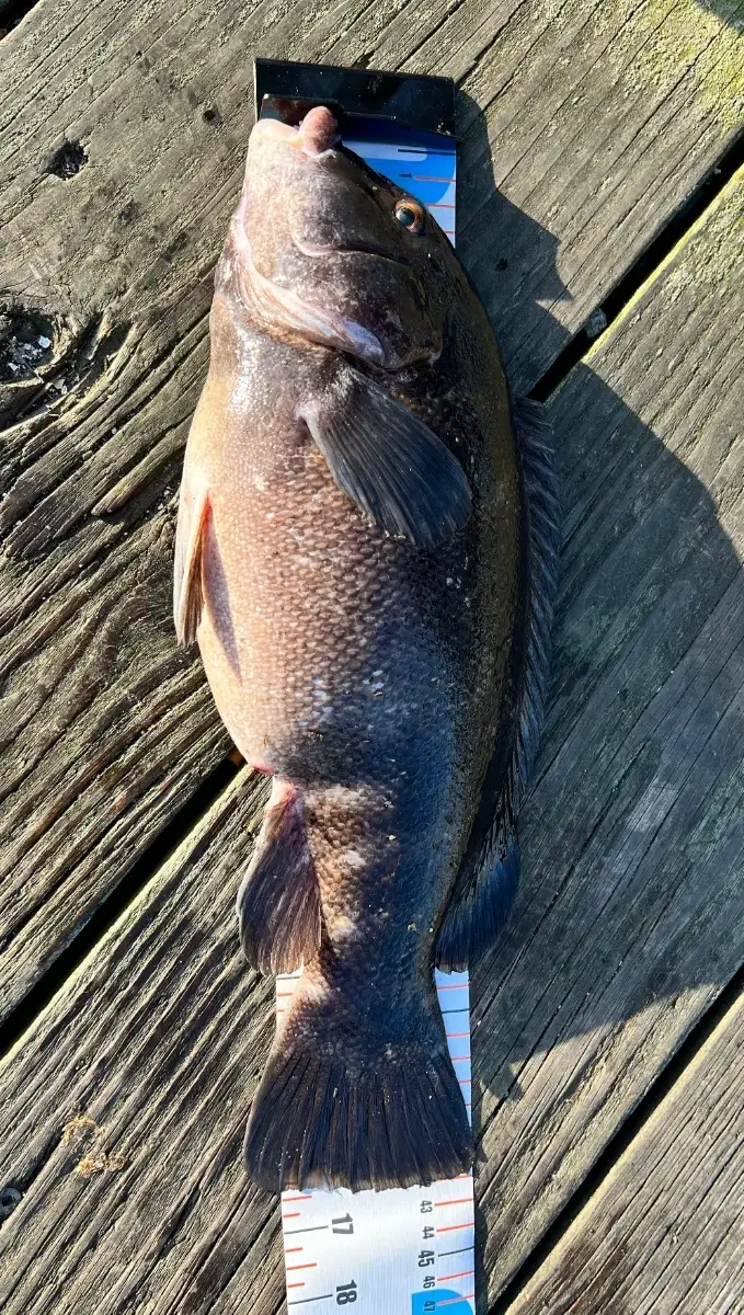 Tautog, Colt State Park, RI