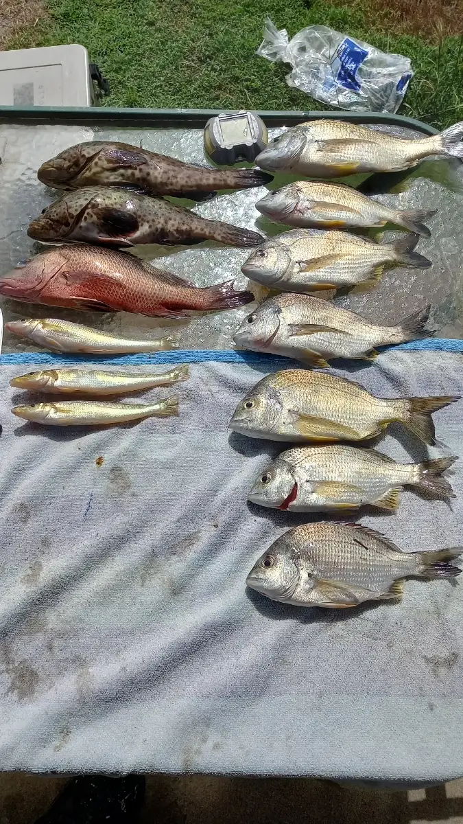 Jack, cod, bream and whiting.