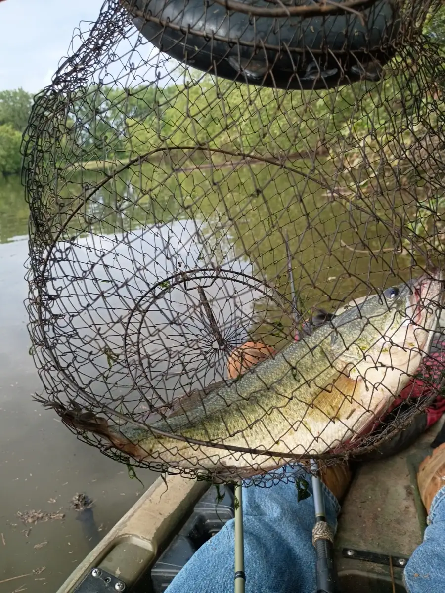 Largemouth