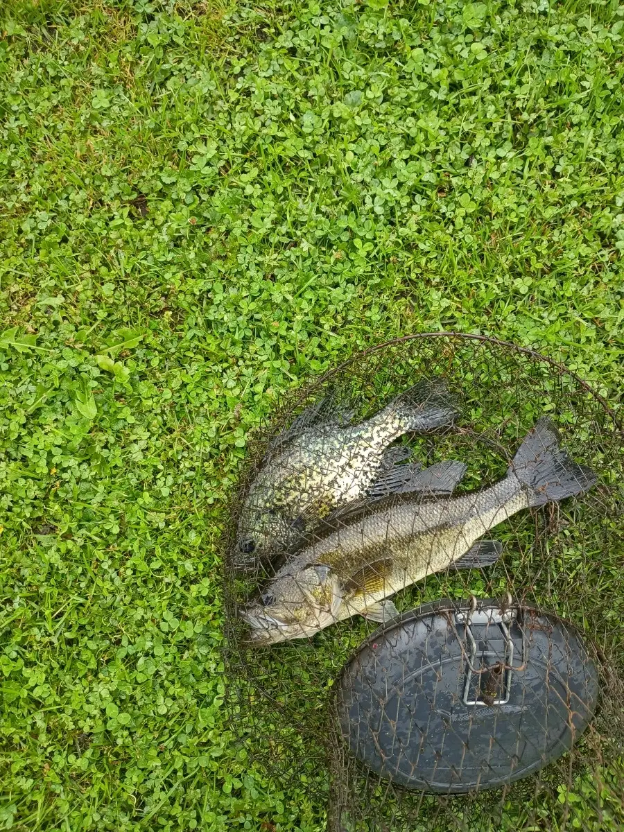 Largemouth and crappie