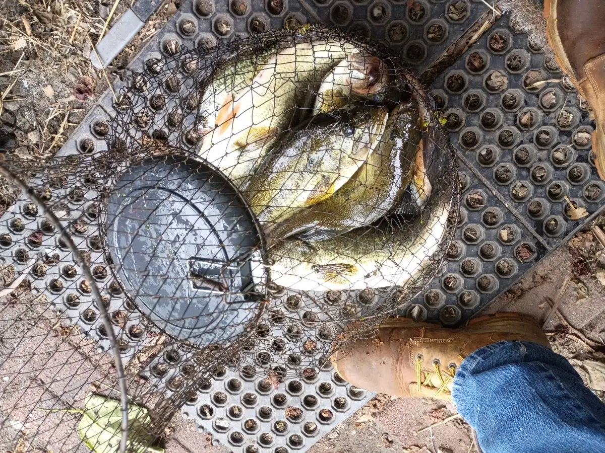 Largemouth
