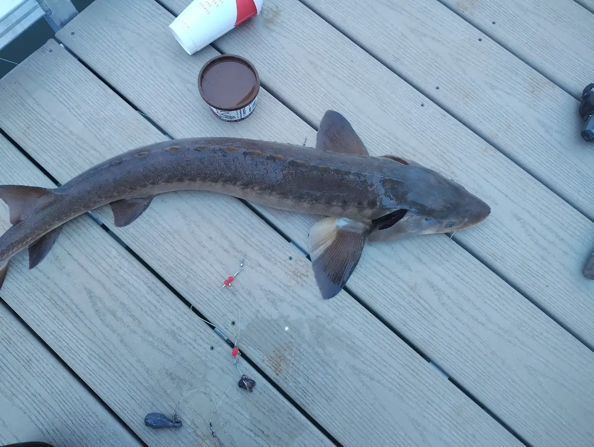 Sturgeon