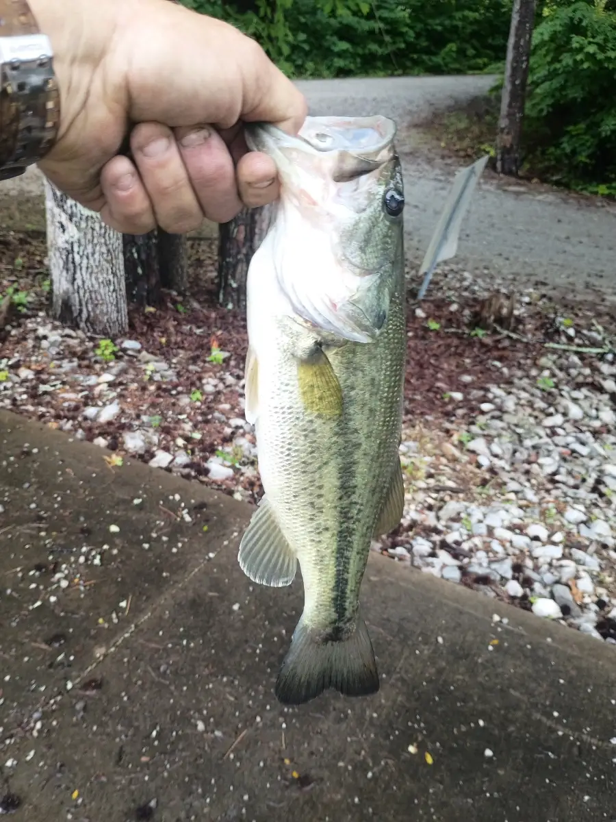 Large mouth