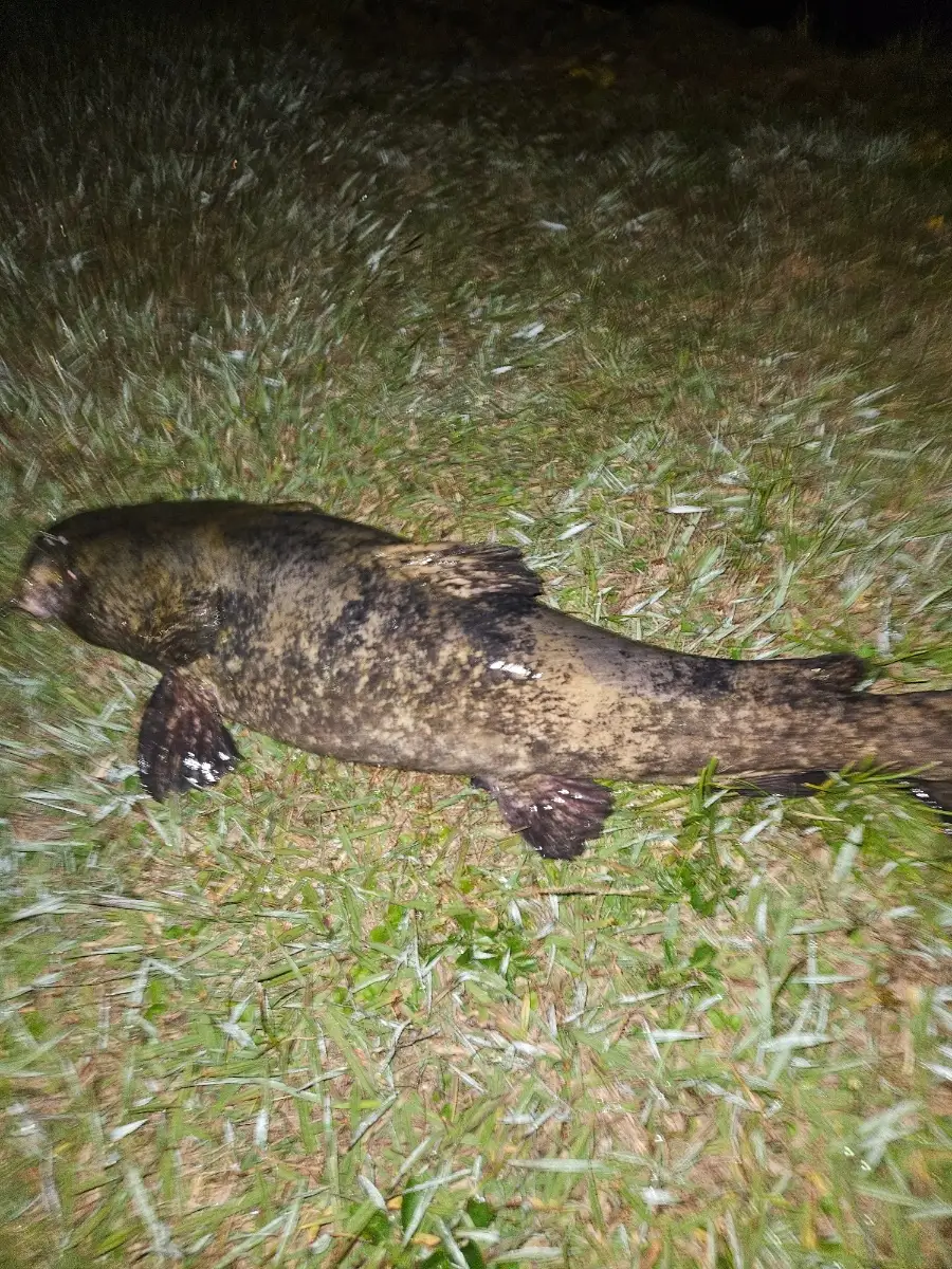 Flathead