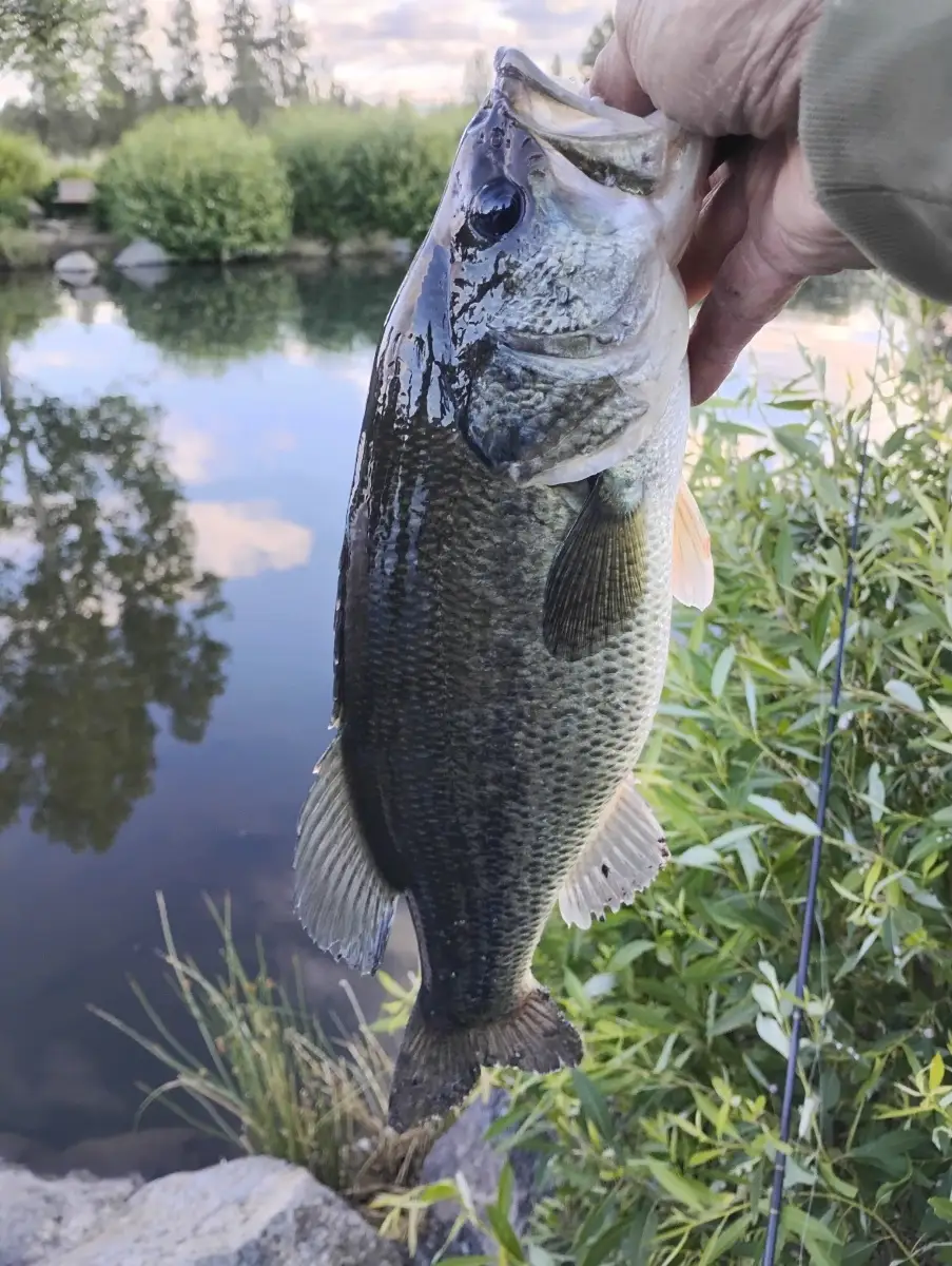 A decent size largemouth