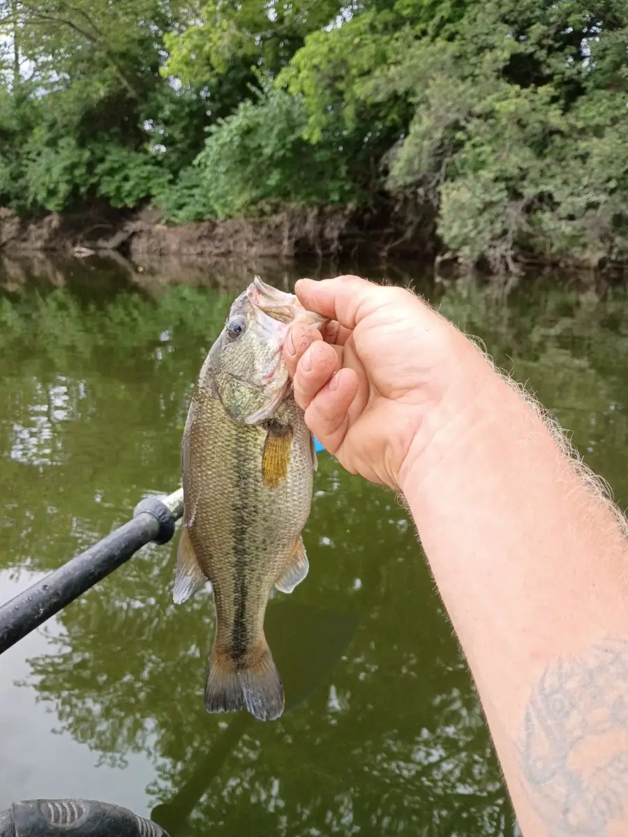 Lmb