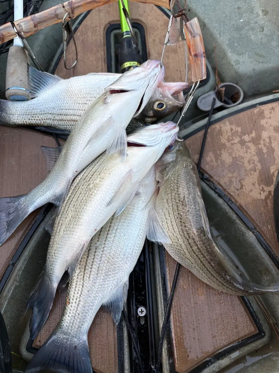 White bass from Greers Ferry lake Arkansas