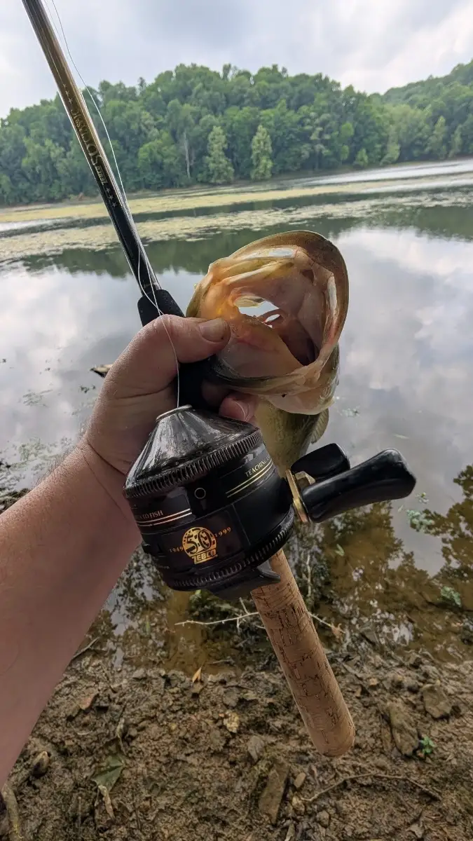 Bass