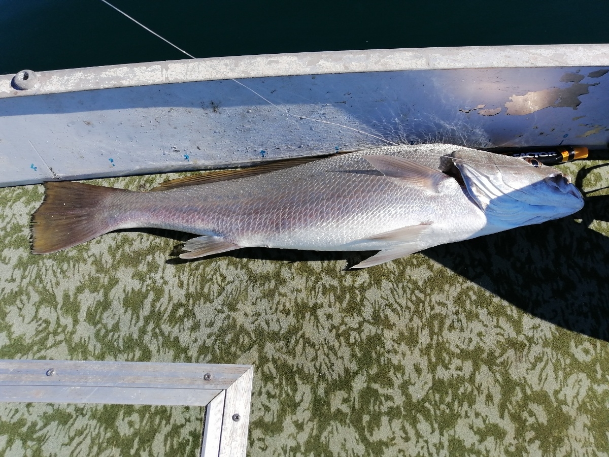 Mulloway