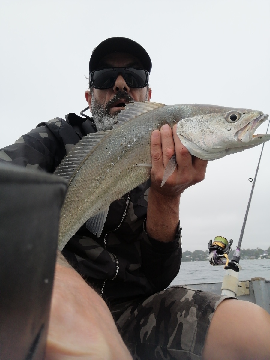 Mulloway