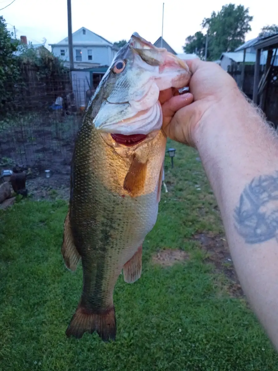 Lmb