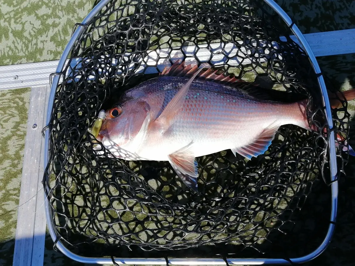Red bream, squire or baby snapper two many names