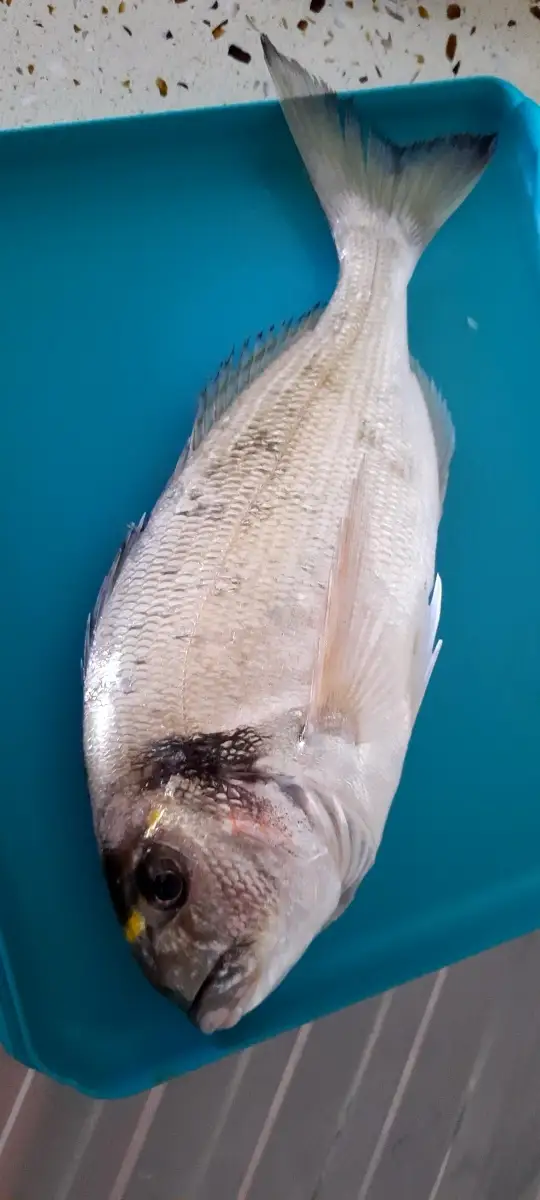 Alyanak Çipura