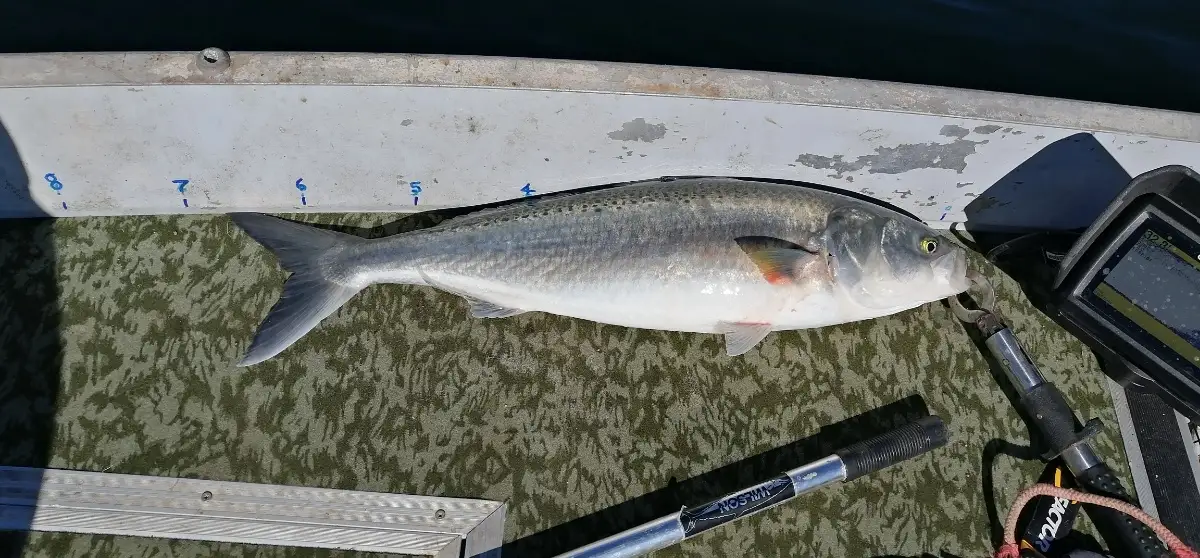 Aussie salmon