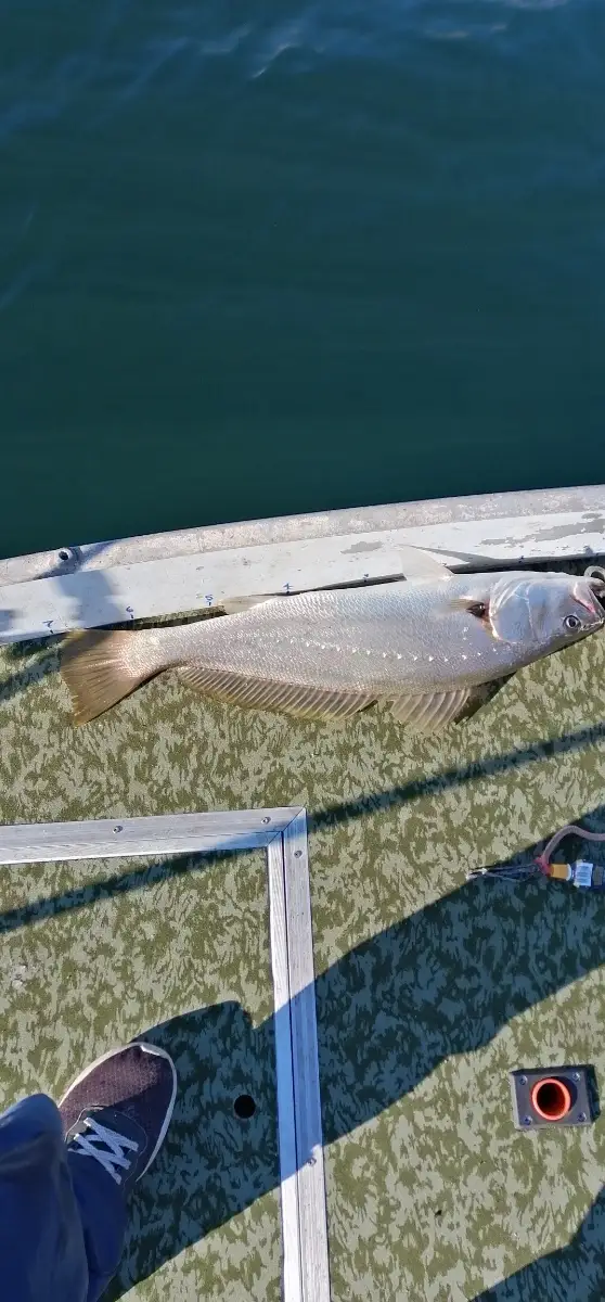 Mulloway 70cm