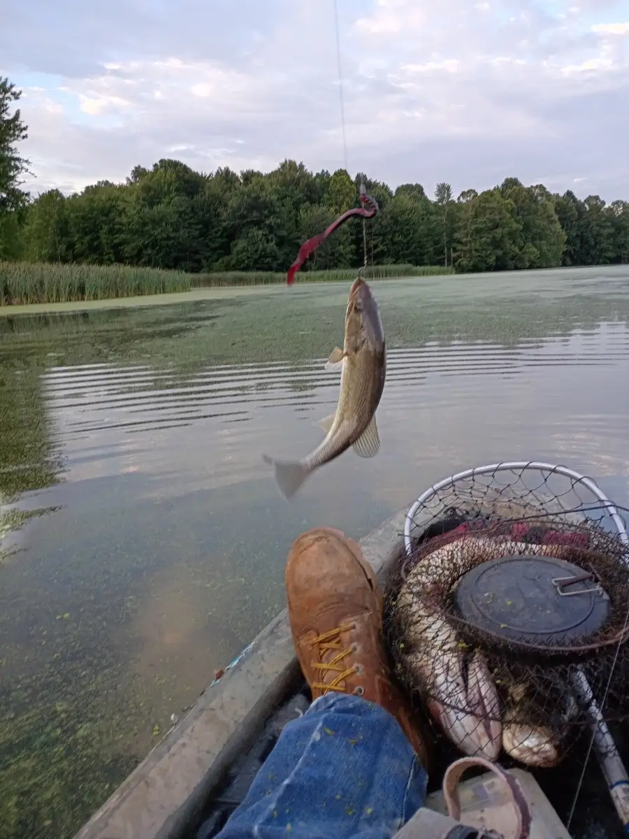 Lmb