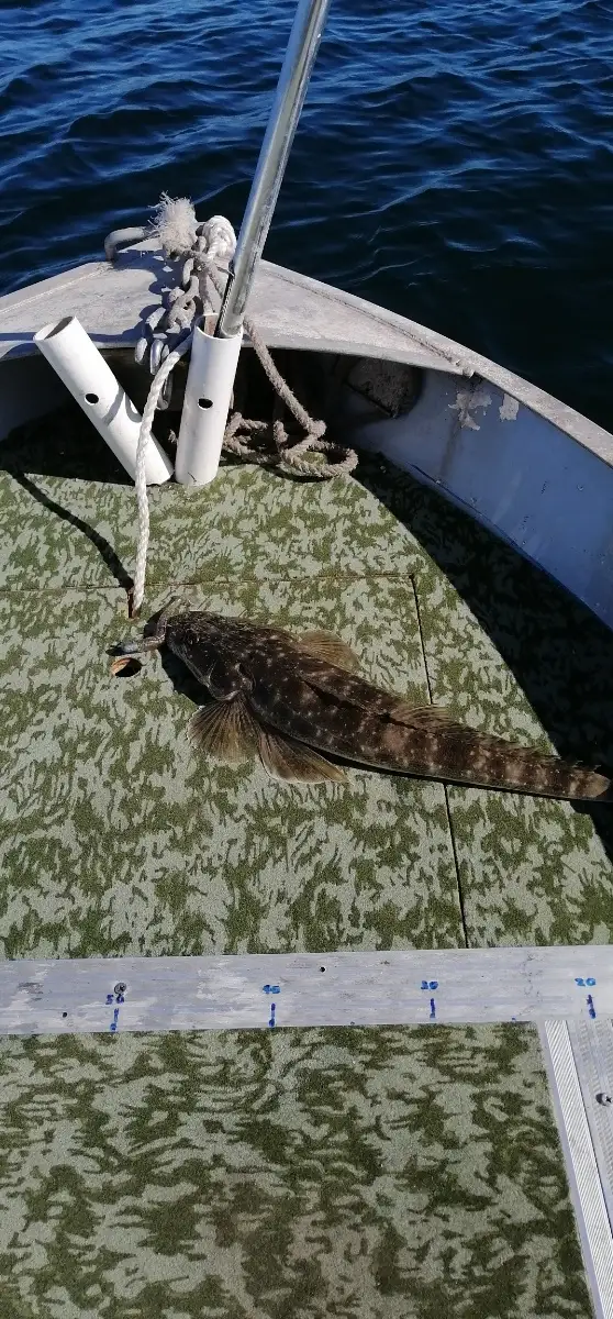 Flathead