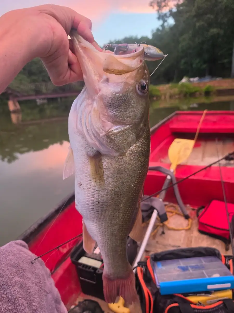 6lb bass