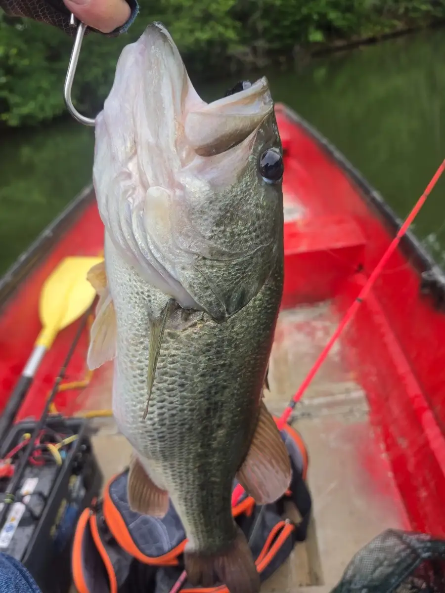 Bass