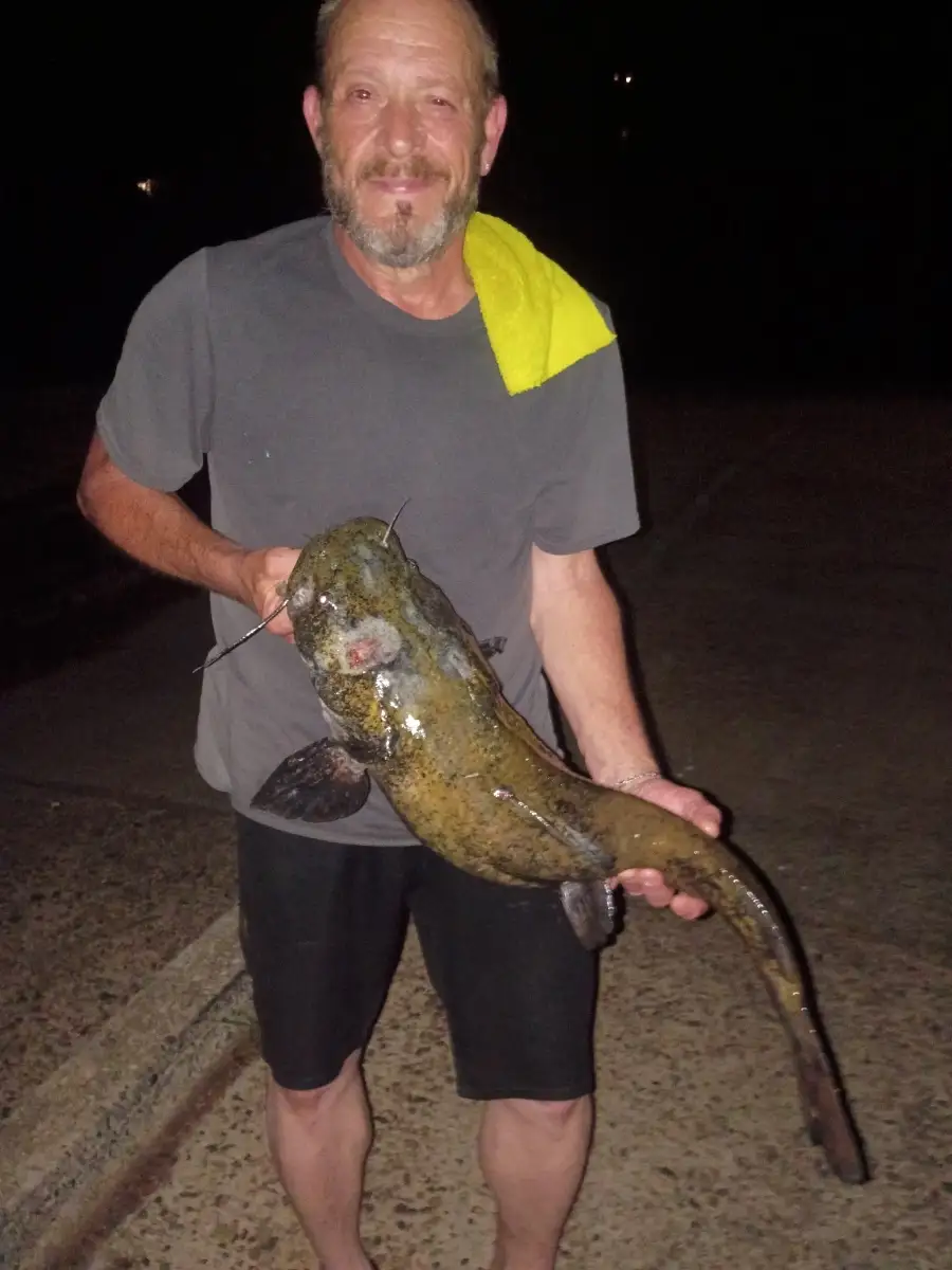 Flathead