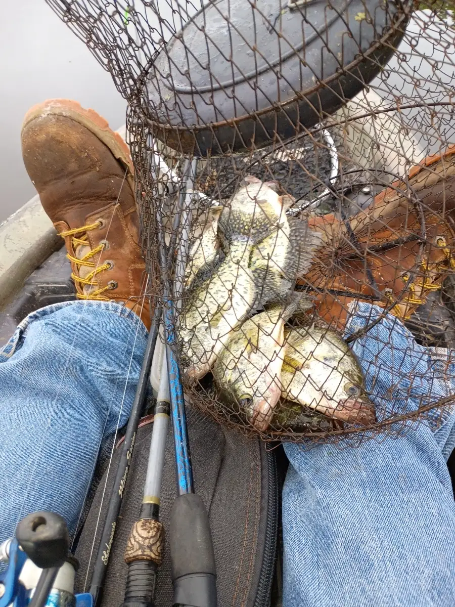 Crappie