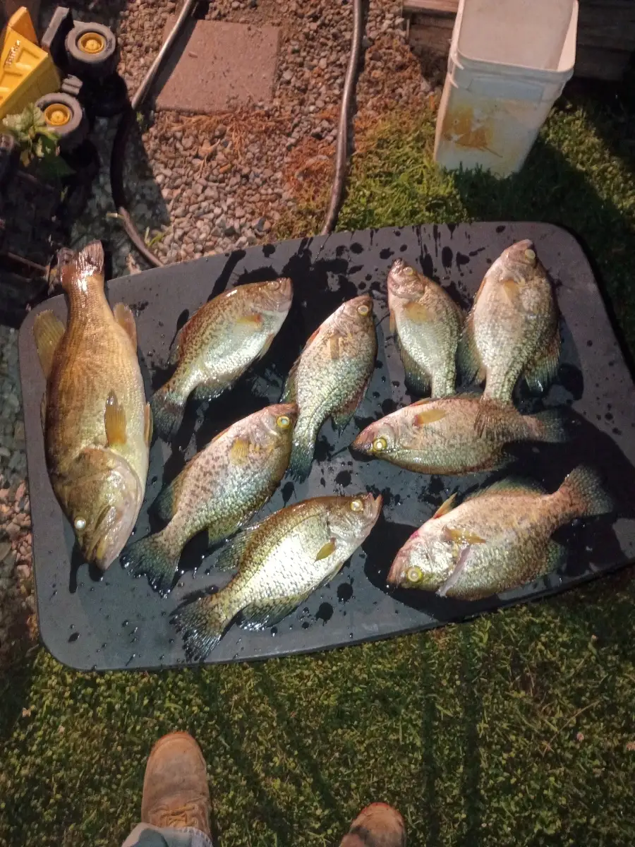 Crappie and lmb