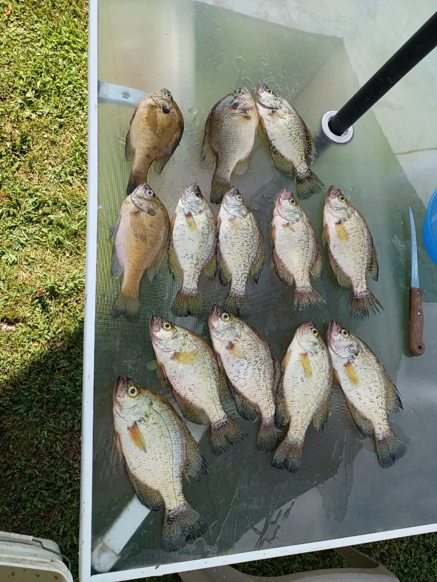 Crappie and blue gill
