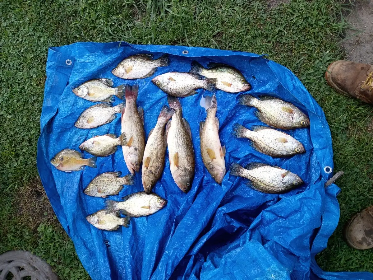 Lmb crappie and blue gill