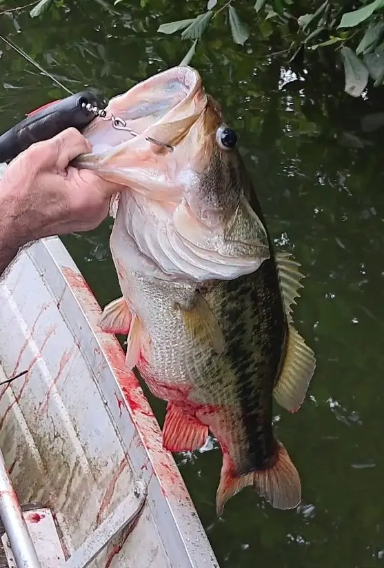 Large mouth bass