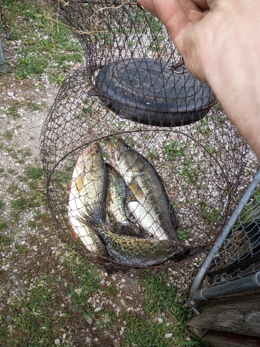 Lmb and crappie