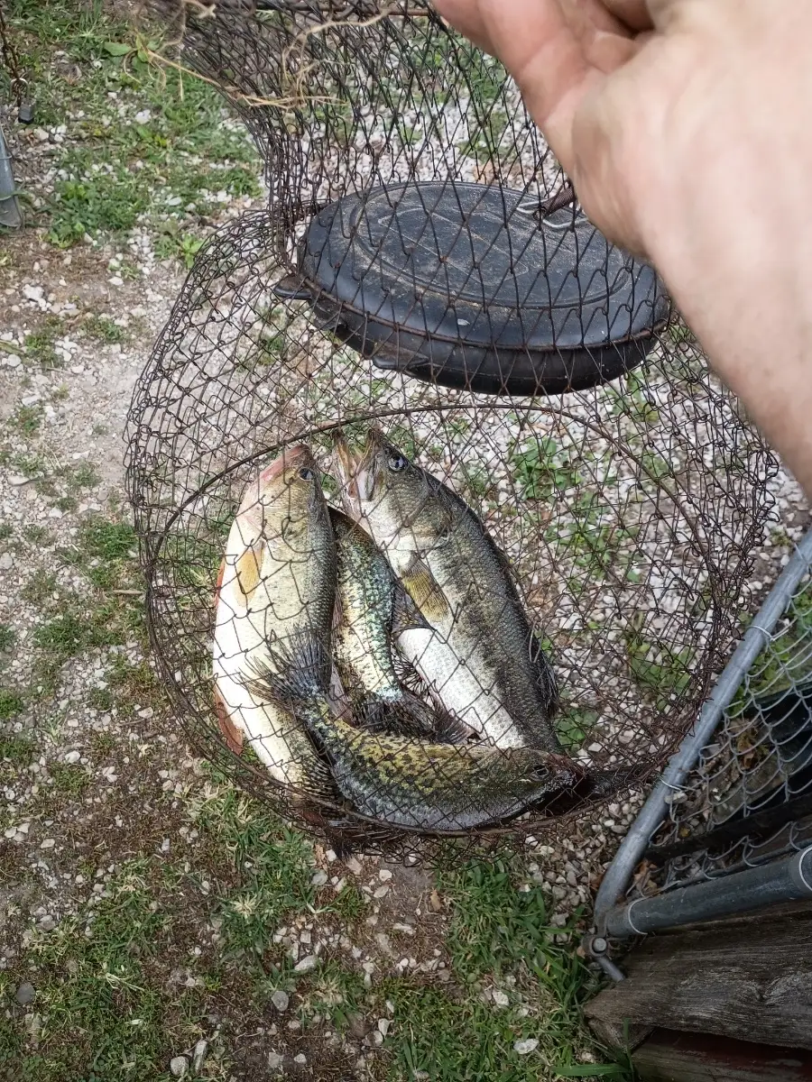 elko fishing holland net Avlcoaky 94" Telescopic Landing The net comes in a mil Fishing for Trophy Trout Near