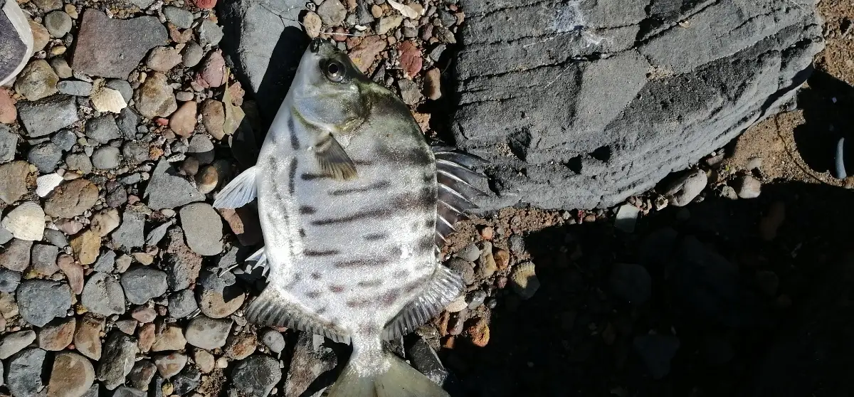 Caught two big butter fish and two nice luderic on green weed