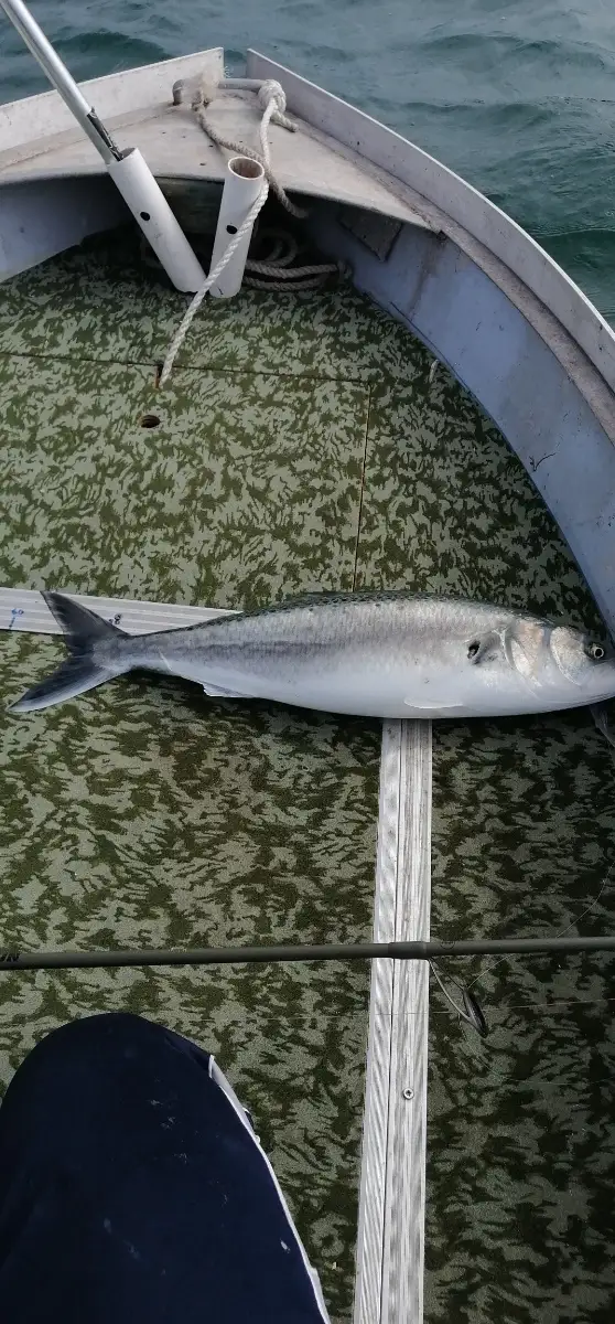 Australian salmon