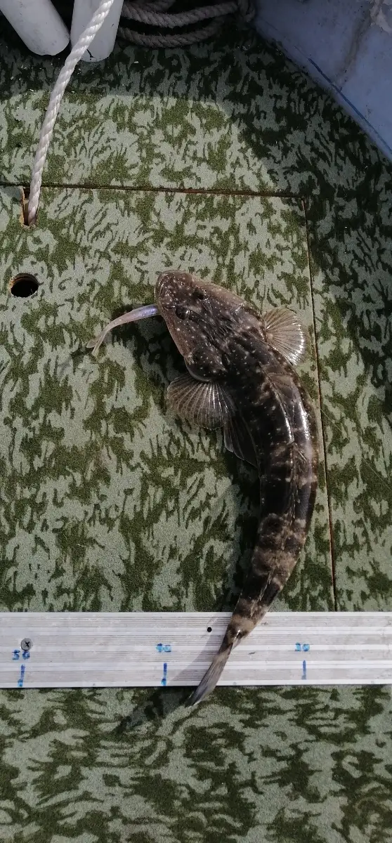 Flathead