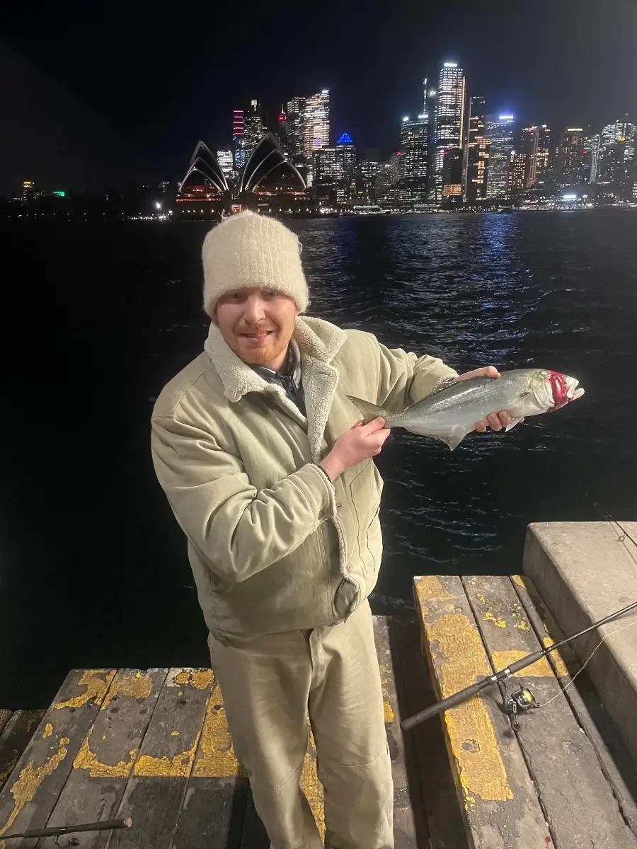 Australian salmon