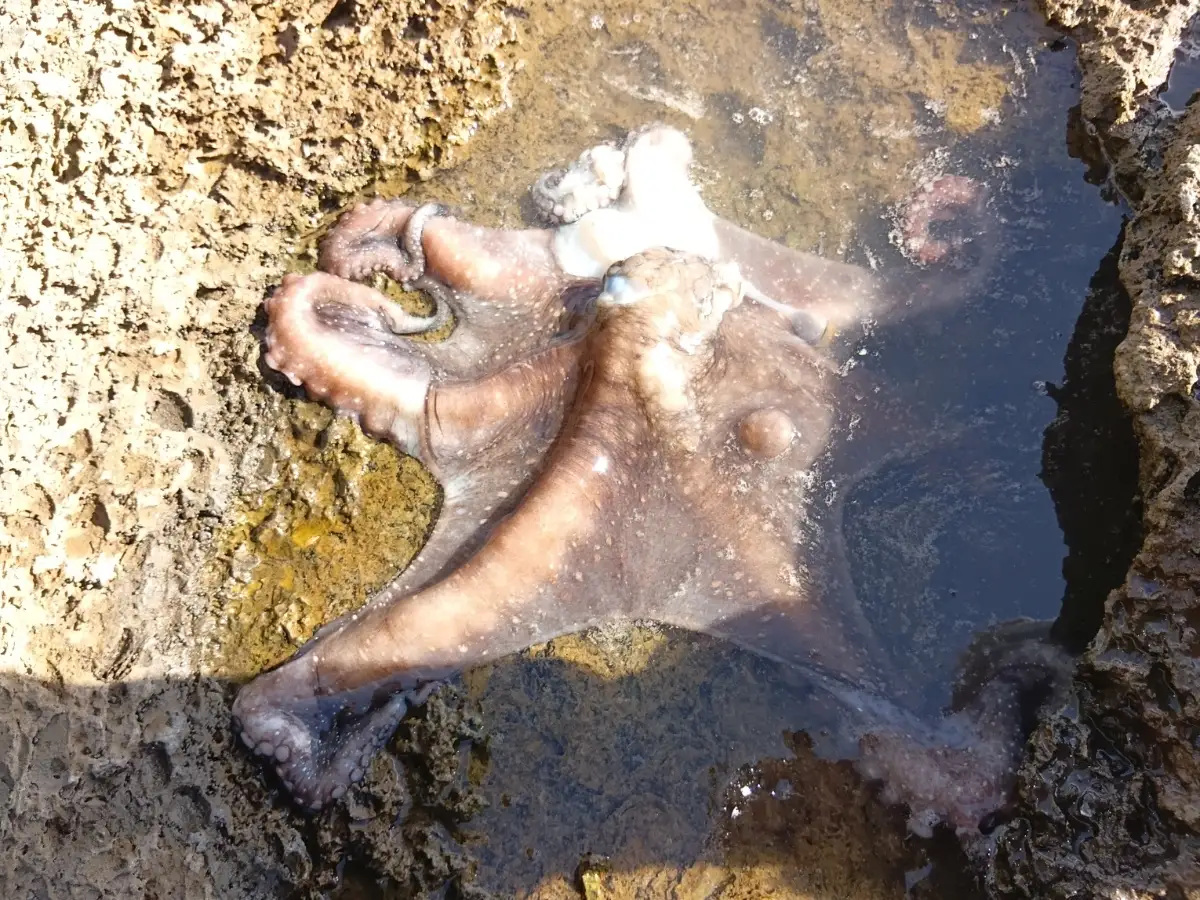 Octopus