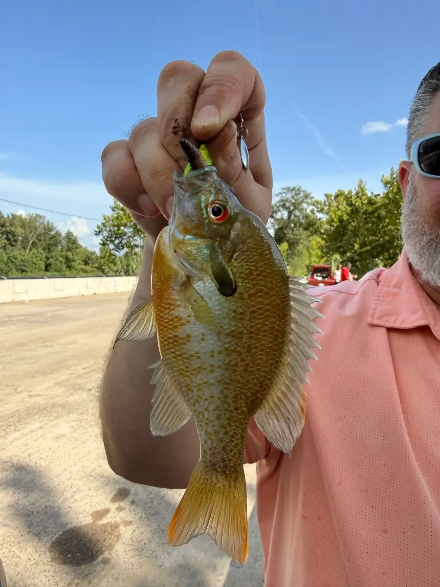 Redbreast Sunfish
