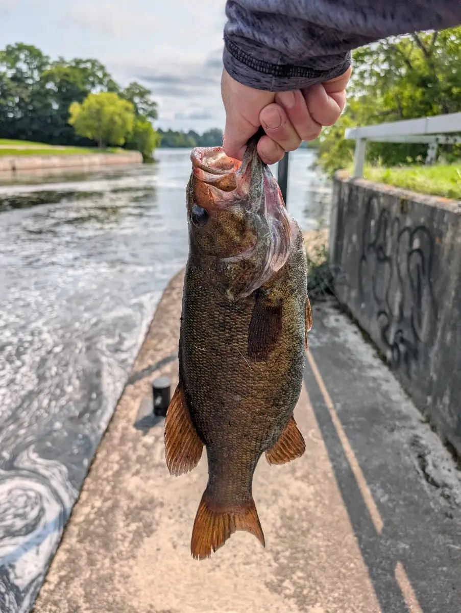 Smallmouth Bass: 18" & 3lbs