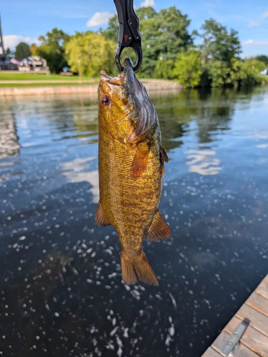 Smallmouth Bass