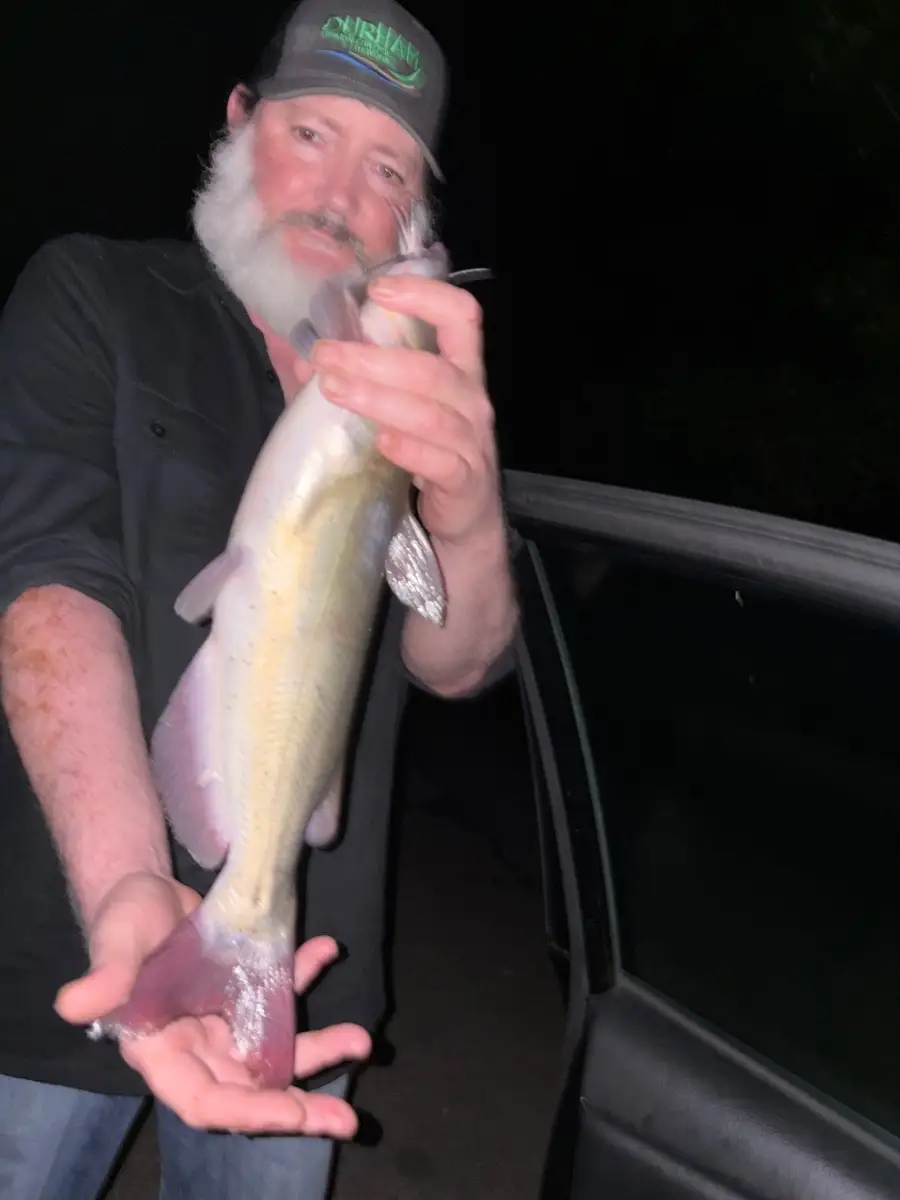 Channel Catfish