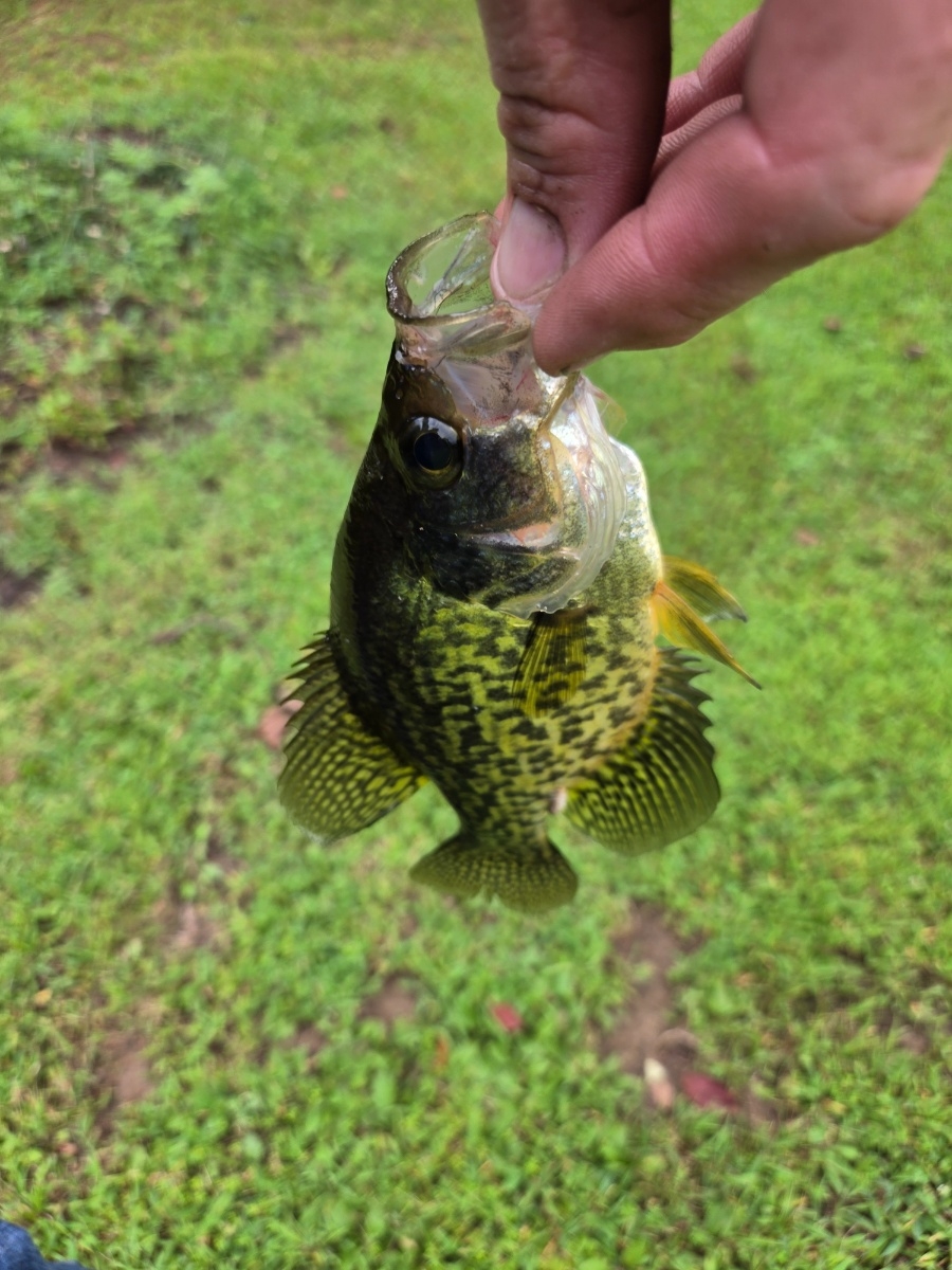 Crappie