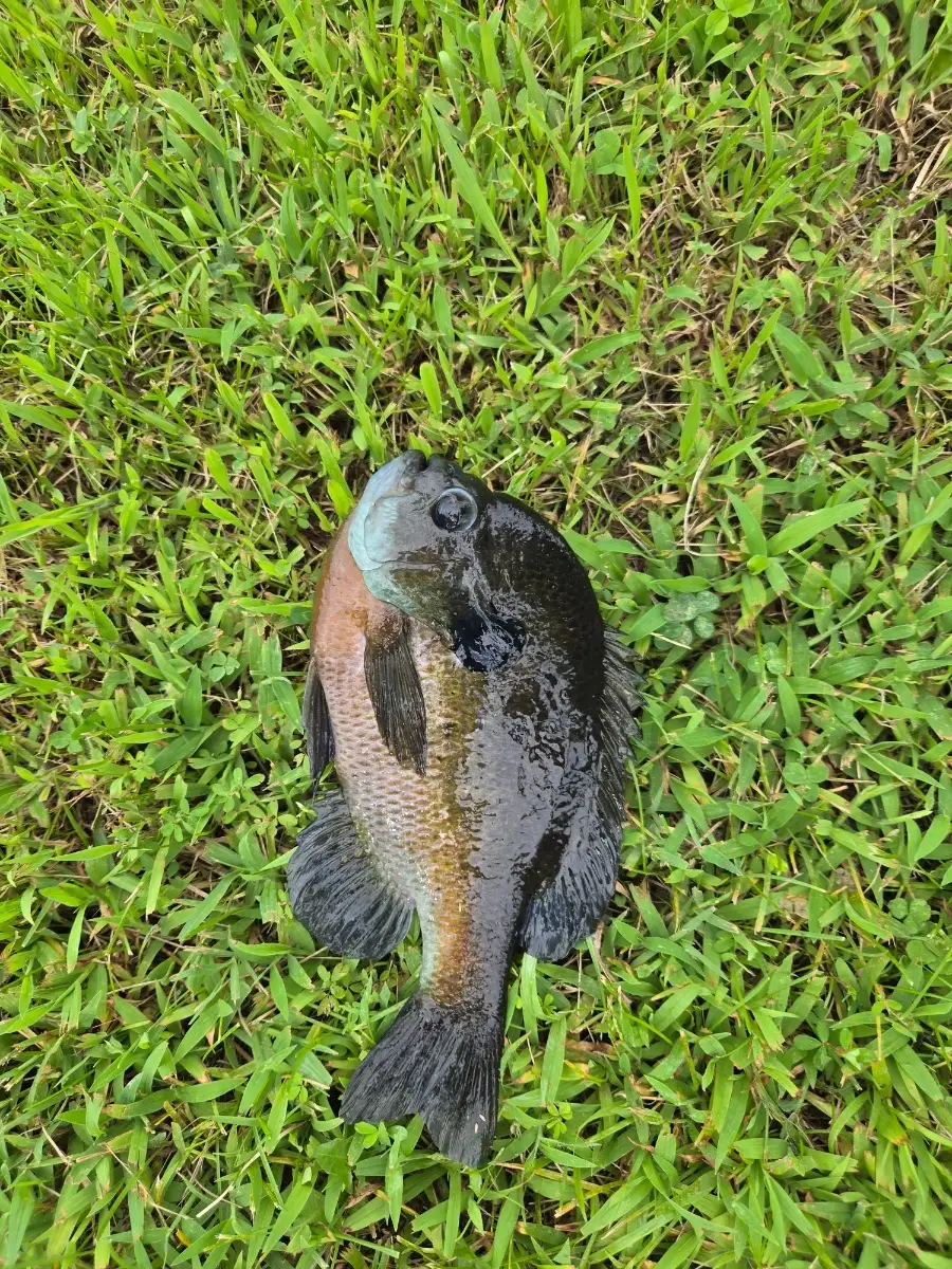 Blue gill
