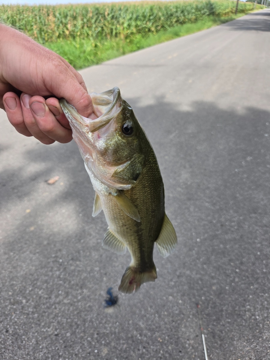 Bass