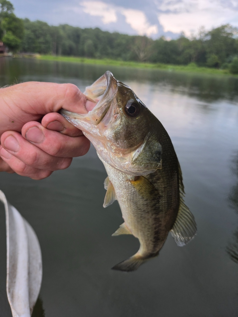Bass