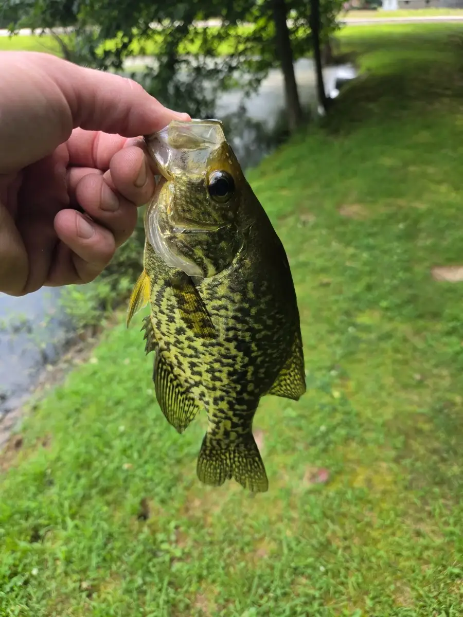 Crappie