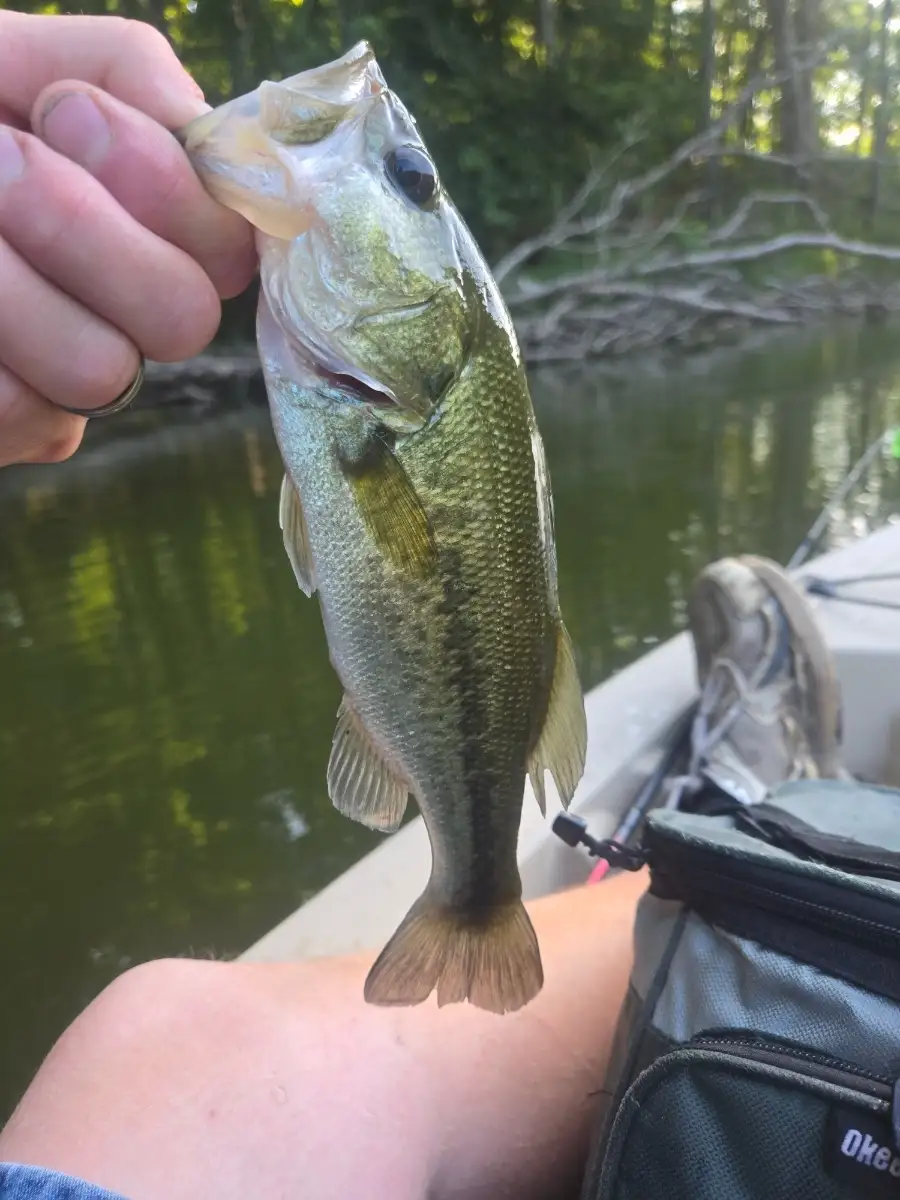 Bass