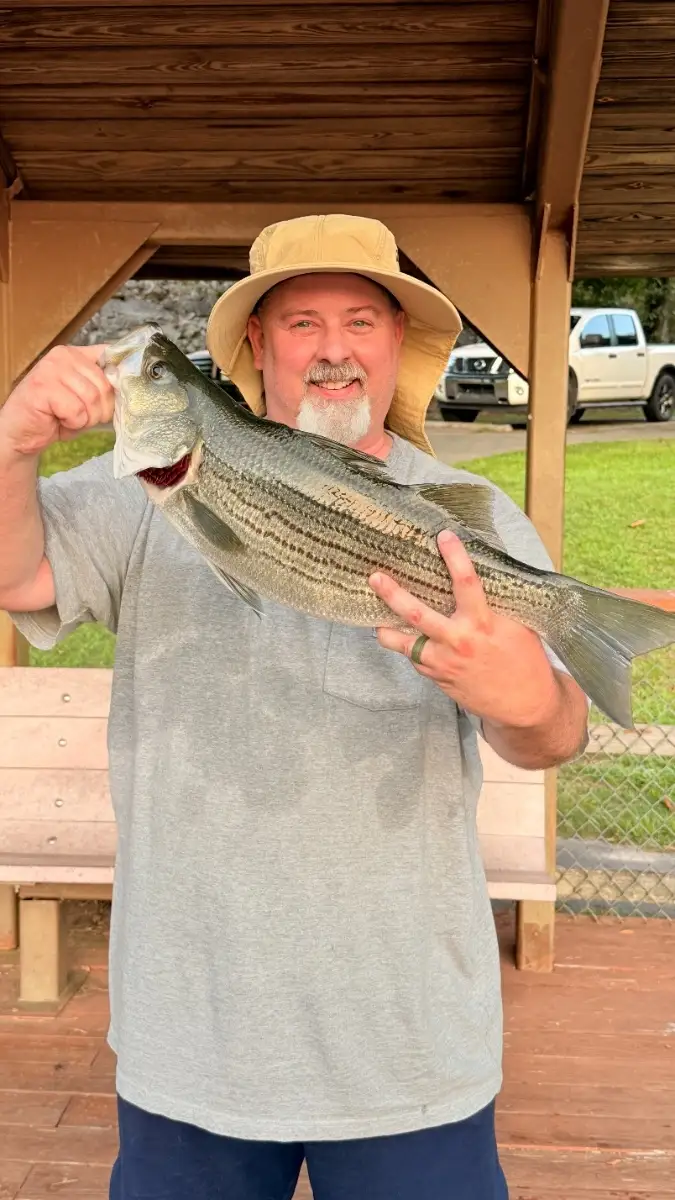 Hybrid Striper at Clarks Hill dam SC