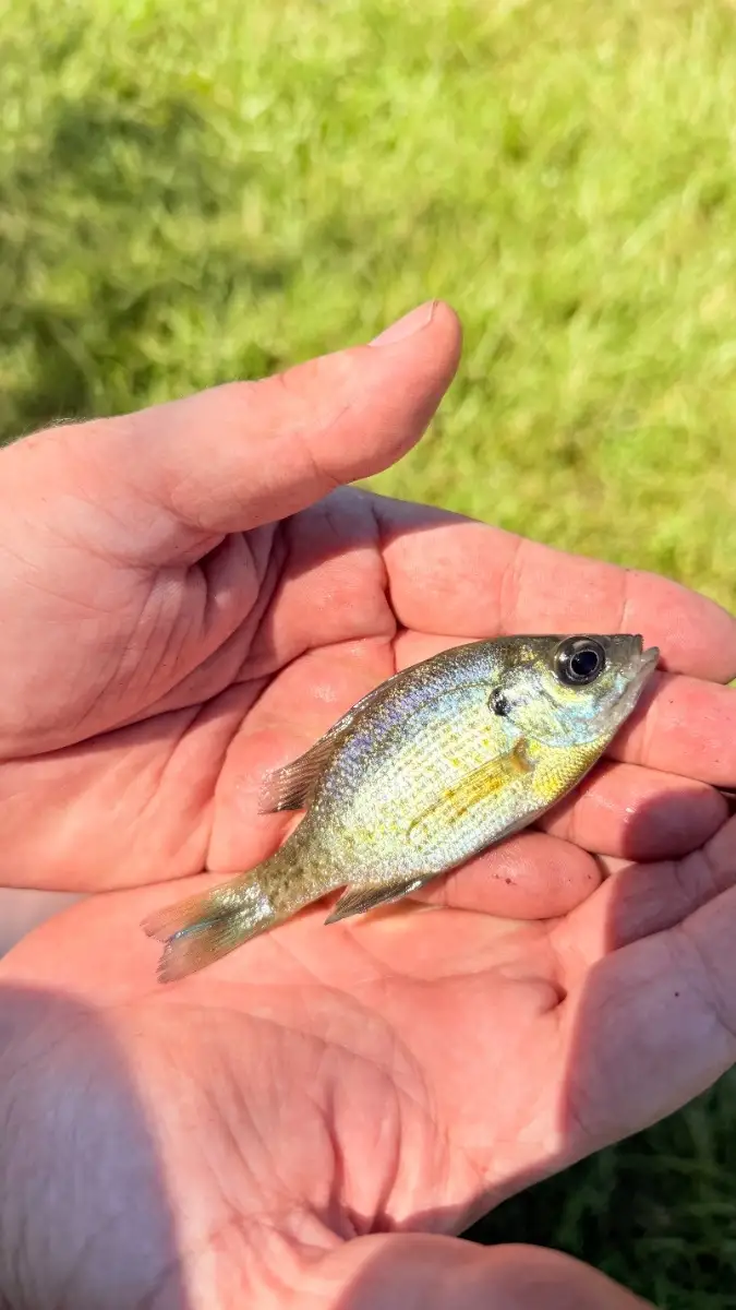 Micro-fishing for Bluegill - McDuffie PFA, Dearing, GA