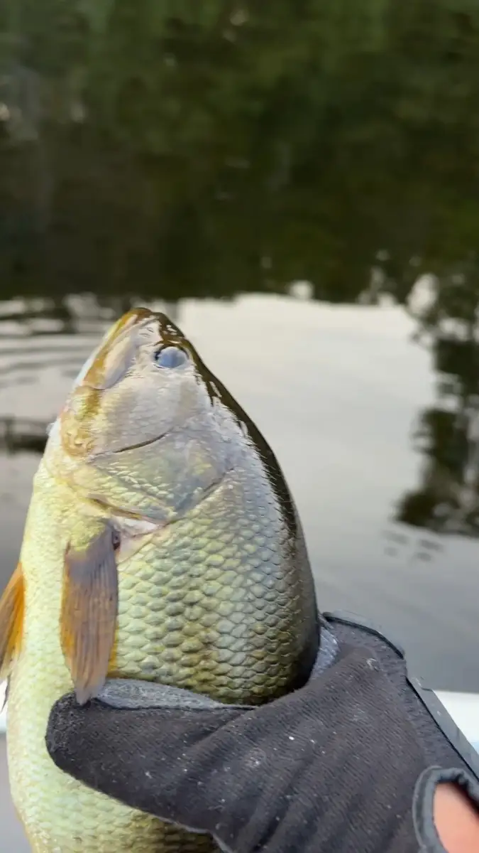 Largemouth bass