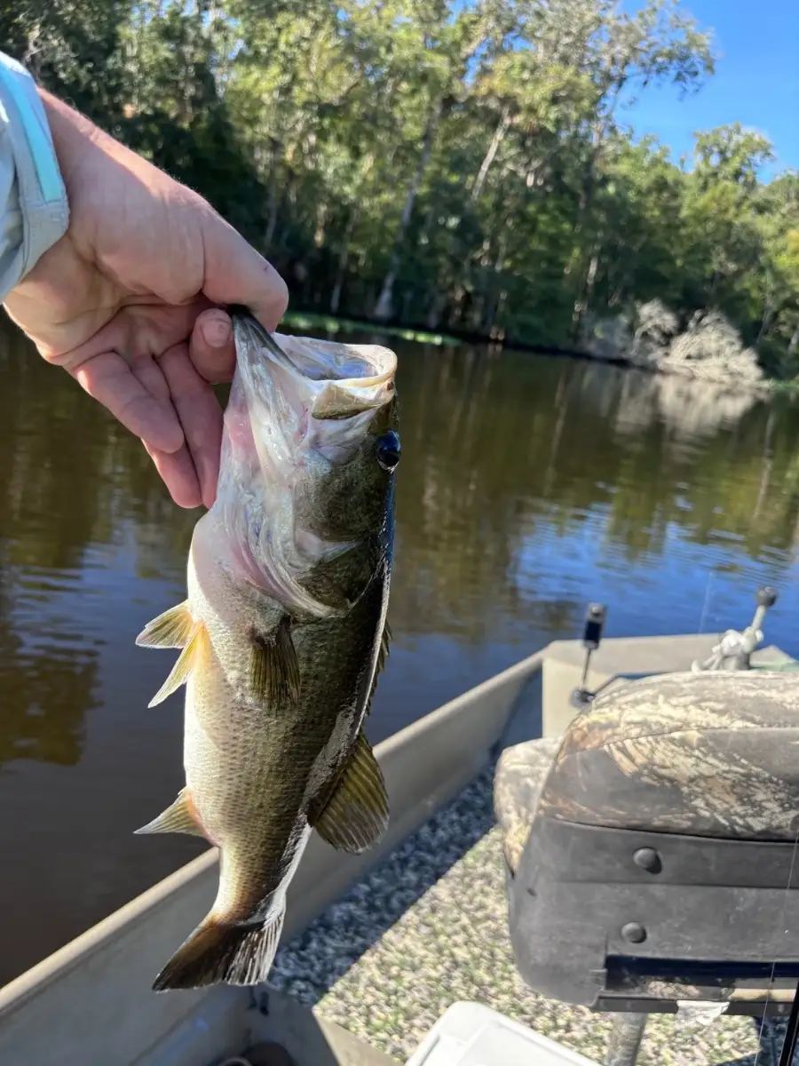 Large Mouth Bass